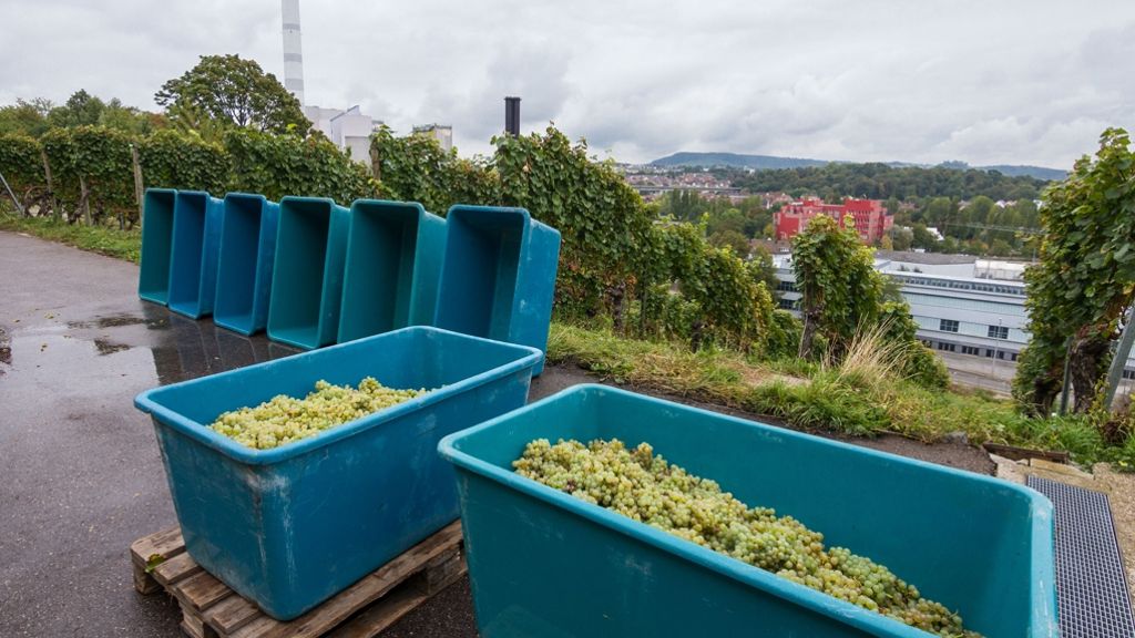 Weingärtner  in Stuttgart: Weinlese läuft auf Hochtouren