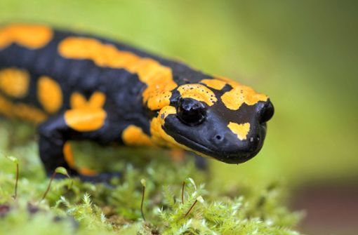 Der Feuersalamander ist aktuell in vielen Ländern von der Salamanderpest bedroht. Foto: Michael Eick