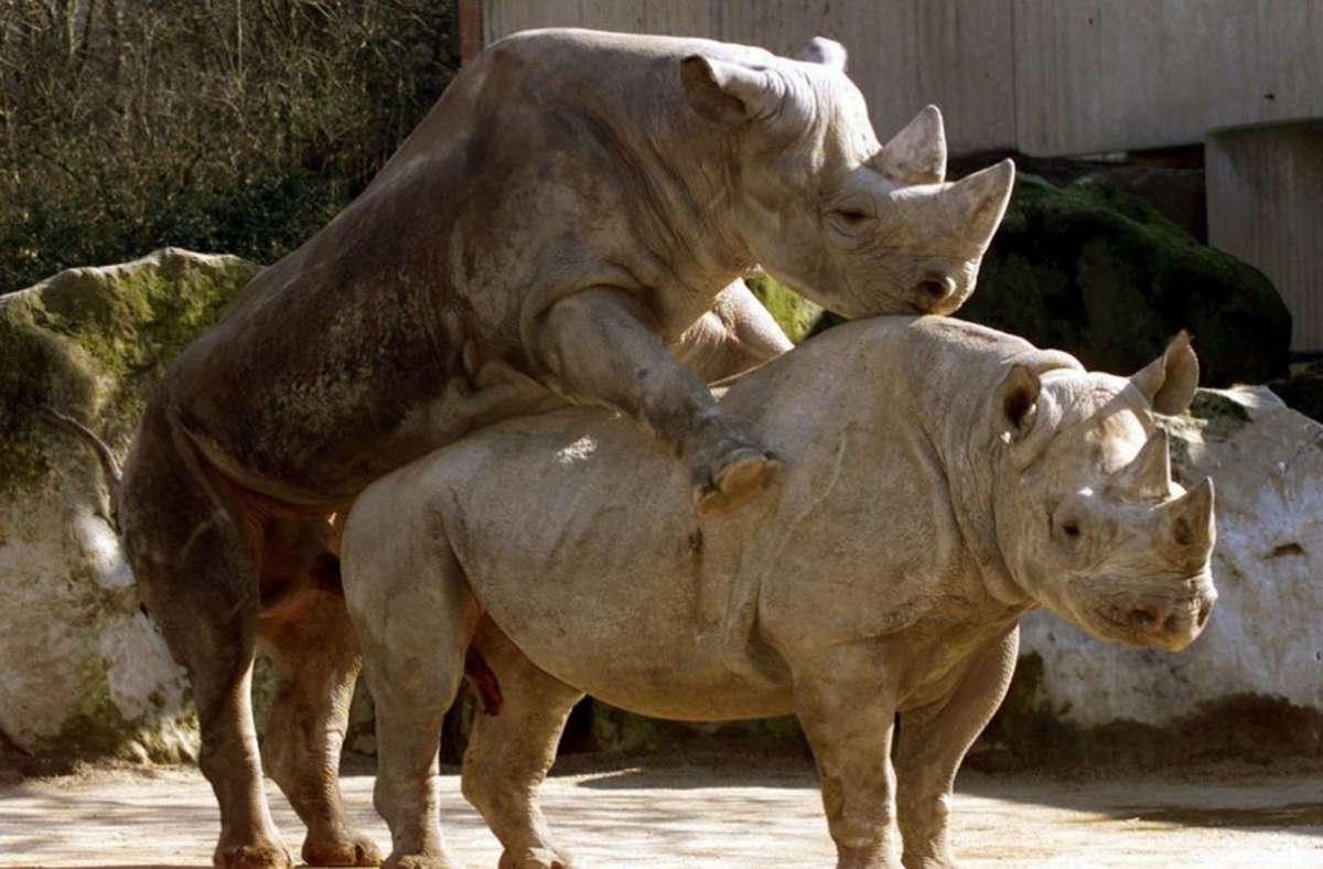 Ein Jungbulle paart sich mit einer Rhinozeros-Dame. Die Tragzeit der 1,5 Tonnen schweren Tiere beträgt 450 Tage.