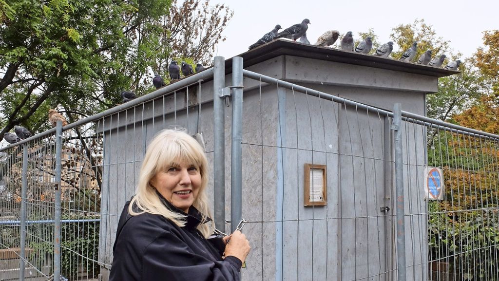 Tauben in Bad Cannstatt: Taubenhaus Mühlgrün wird geschlossen