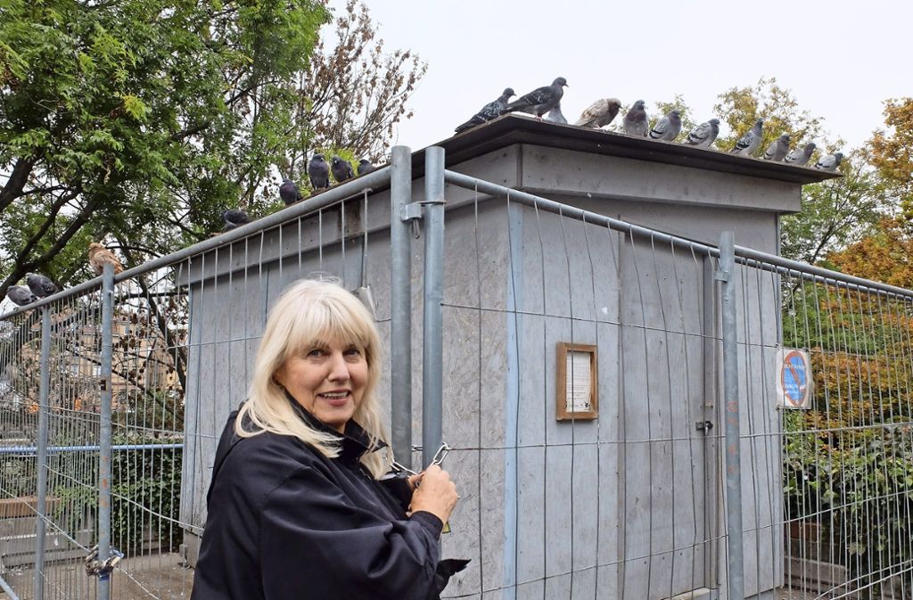 Die Tage des Taubenhauses auf dem Mühlgrün sind gezählt. Die Taubenbeauftragte Silvie Brucklacher-Gunzenhäußer bedauert das. Sie ist skeptisch, ob ein Umzug der 150 Tiere in den Taubenturm am Seilerwasen klappt. Foto: Iris Frey