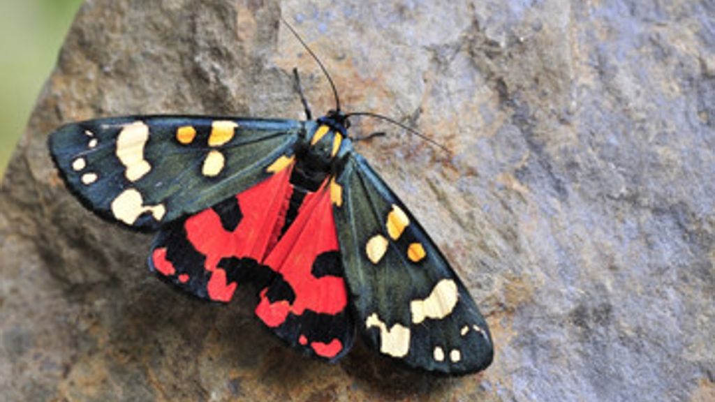 Unterwegs mit Schmetterlingsforschern: Die Schwärmer