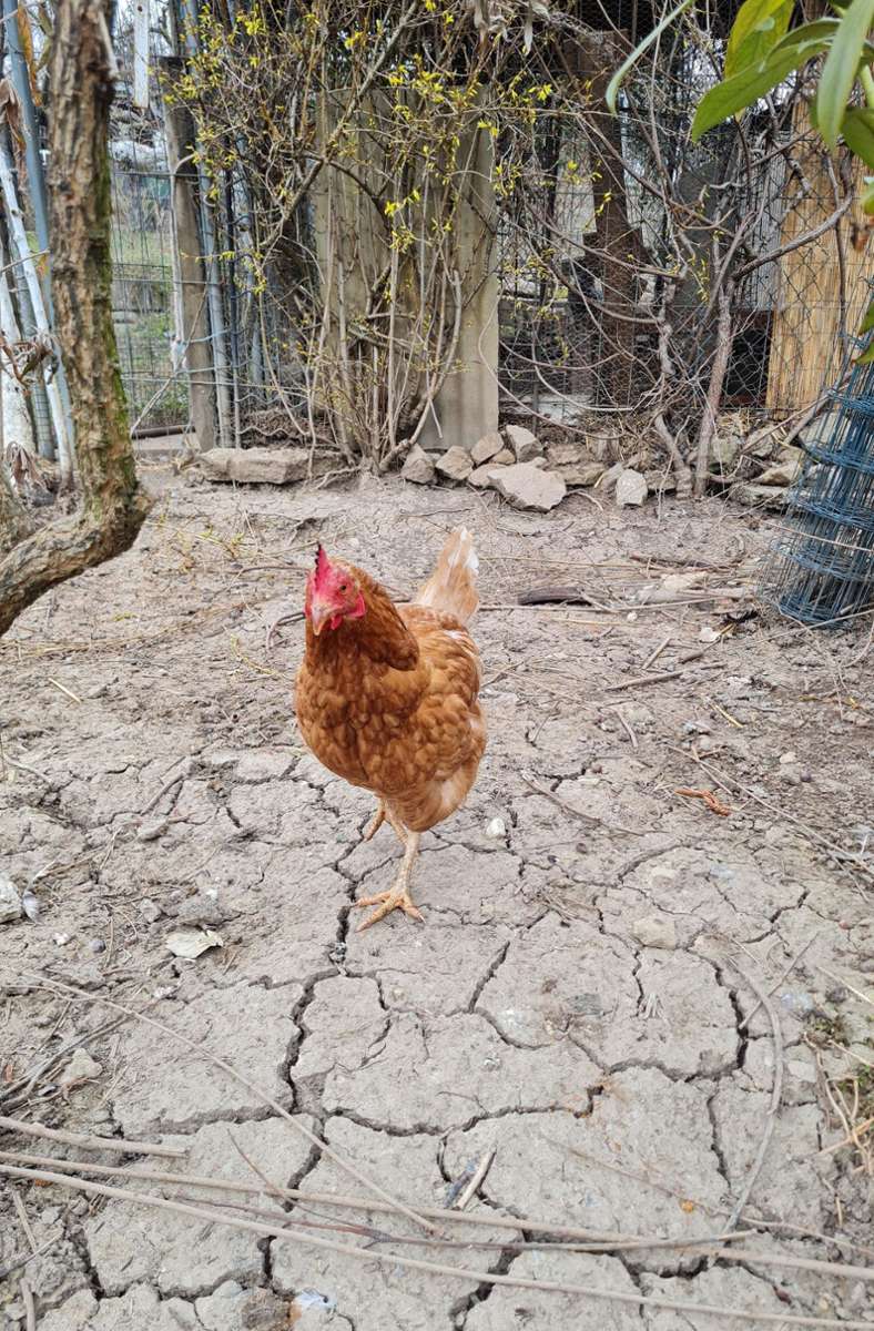 Und hier ein Huhn, das offenbar keine Lust auf einen Spaziergang hatte.