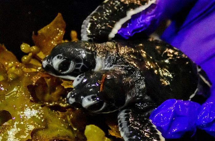Zweiköpfige Babyschildkröte entdeckt