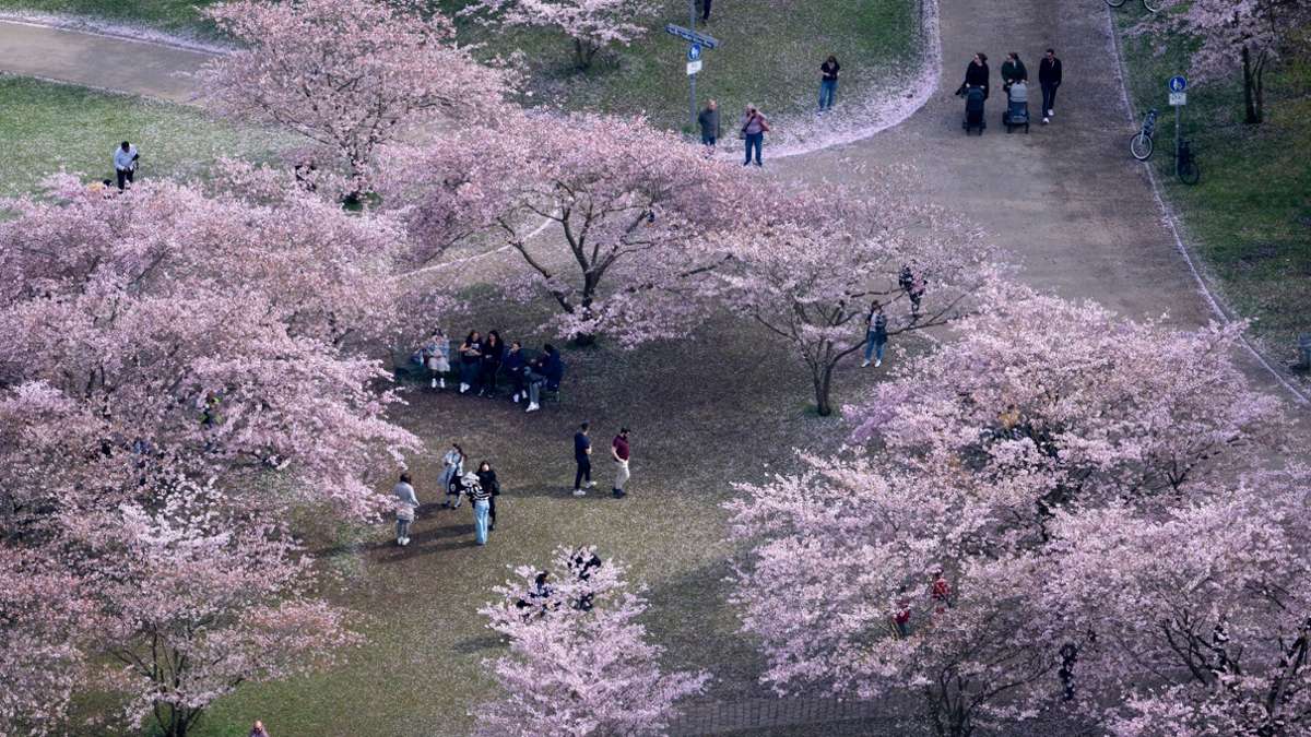 Frühlingsgefühle: In München nutzen Menschen die milden Temperaturen für einen Spaziergang im Kirschblütenmeer.