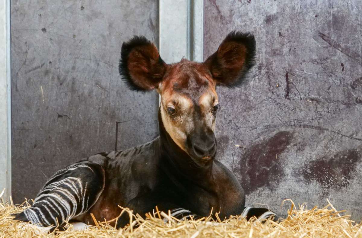 März: Seit dem 2. März lebt ein weiteres Okapi-Kalb im Giraffenhaus der Wilhelma.
