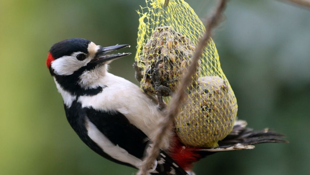  In Nordamerika ist die Vogel-Population in den vergangenen 50 Jahren um fast ein Drittel zurückgegangen. Hauptgrund für das Artensterben ist die Intensivlandwirtschaft und der exorbitante Einsatz von Pestiziden. Auch der Klimawandel setzt den meisten Vogelarten zu. 