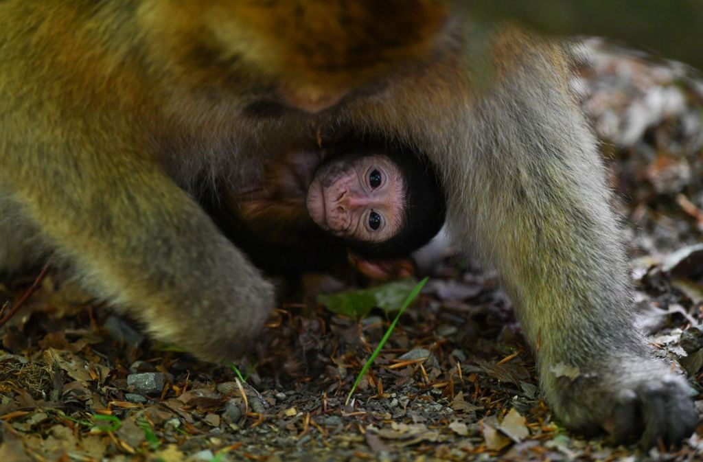 Das kleine Affenbaby klammert sich an den Bauch seiner Mama und ...