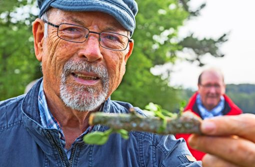 Walter Hartmann hat Ideen, wie man Misteln loswerden kann. Die Pflanzen saugen den Bäumen den Lebenssaft aus den Ästen. Foto: Thomas Krämer