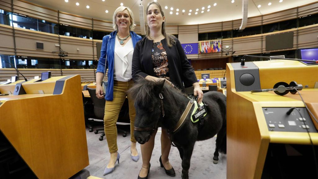 Tierischer Besuch in Brüssel: Blindenpferd Dinky zu Gast im Europaparlament