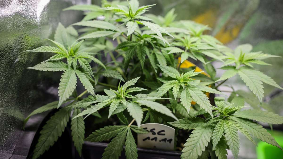 Gesundheit: Spannung vor letzter Hürde für Cannabis-Gesetz im Bundesrat