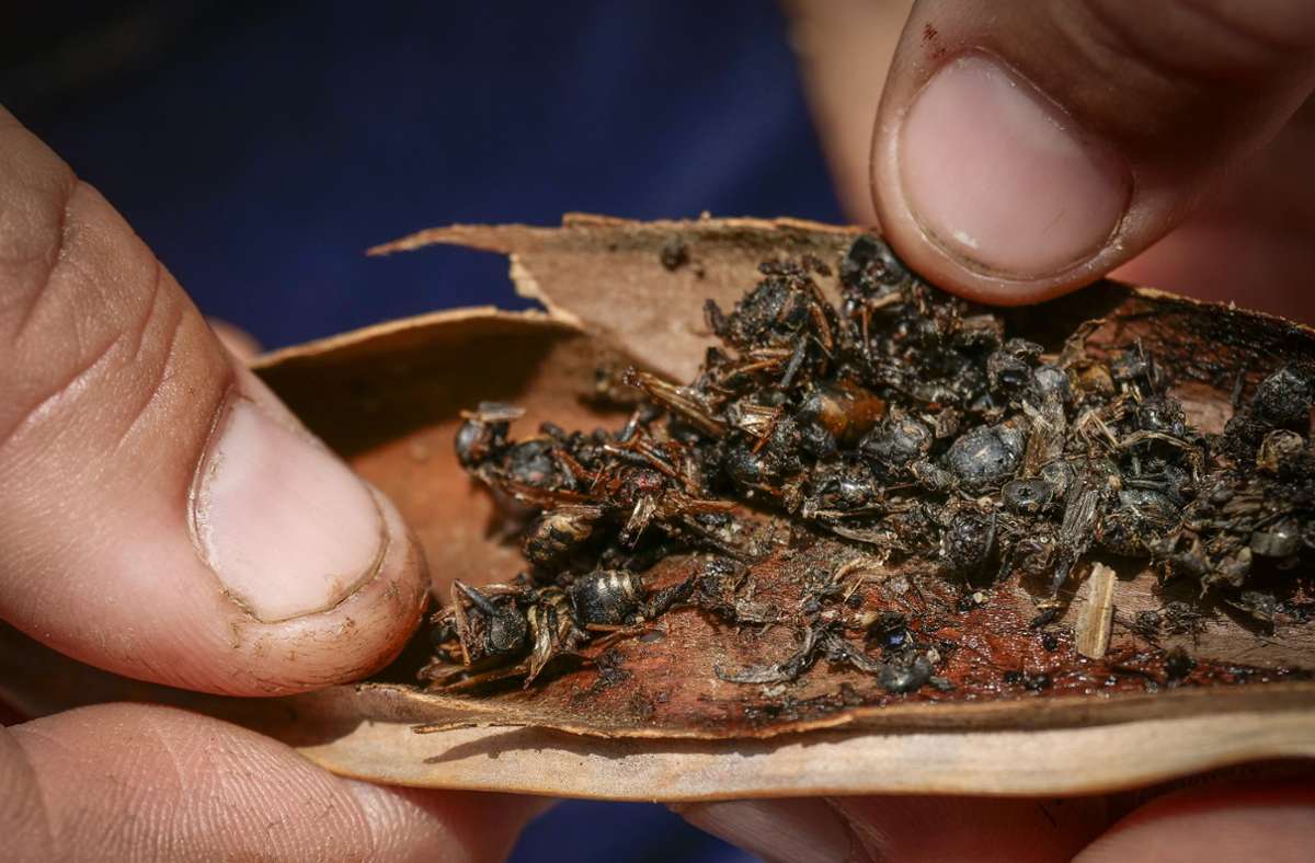 Nur der Chitinpanzer bleibt vom großen Fressen übrig. Am Ende eines Sommers stapeln sich die leeren Leiber mehrerer hundert Fliegen, Motten und Wespen im Schlauch, Leichen über Leichen.