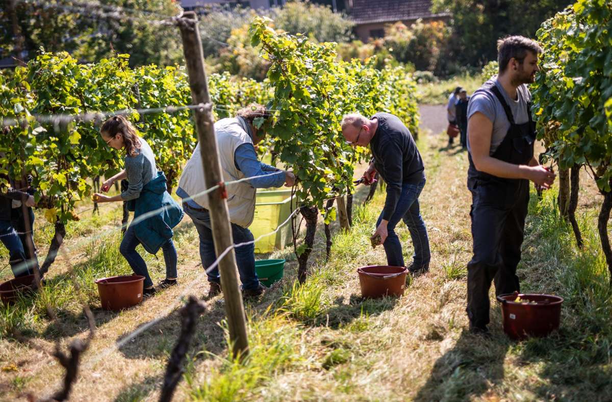 Stuttgarter Promis arbeiten in den Weinbergen nahe des Weinfactum Bad Cannstatt und lesen Weintrauben.