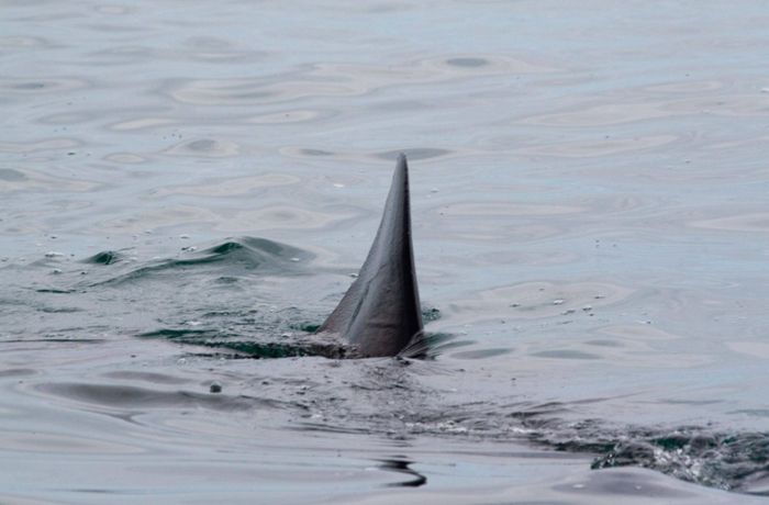 Frau wird beim Schnorcheln  von Hai getötet