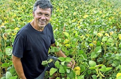 Rainer Ganter in einem Sojabohnenfeld: Die Ernte ist jetzt in vollem Gange. Foto: Faltin