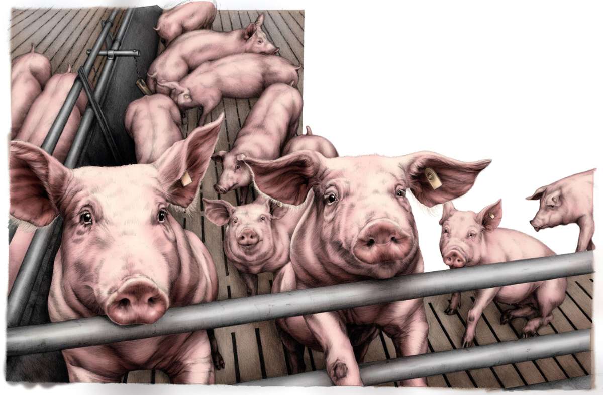 Wie sieht der Alltag von Bauernhoftieren aus? Kinderbuchautorin Lena Zeise hat sich auch im Schweinestall umgeschaut.