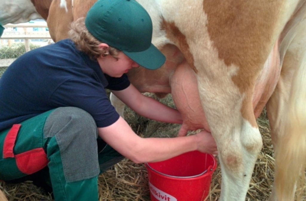 Die angehende Landwirtschaftsmeisterin Anna Vogelbacher zeigt, wie flink Melken von der Hand gehen kann.