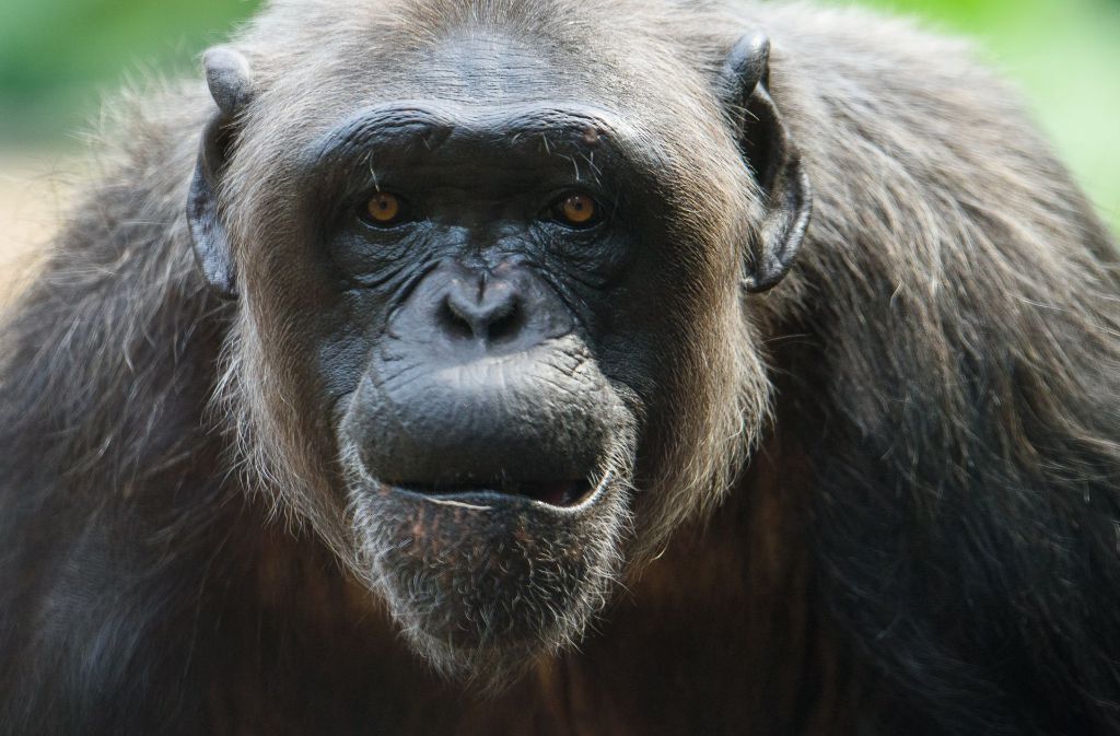 Als Senior unter seinen Artgenossen gilt auch Schimpanse Benny. Er feierte in diesem Jahr ebenfalls seinen 50. Geburtstag im Karlsruher Zoo. Von den drei Schimpansen dort ist Benny der einzige, der noch in Freiheit geboren wurde. Für die Einrichtung ein Grund zum Feiern: mit Überraschungspaket und Fruchttorte.