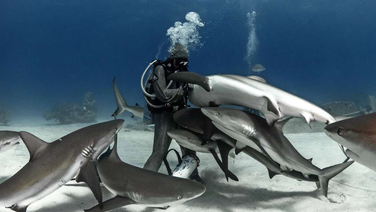  Die Taucherin Cristina Zenato arbeitet seit Jahren mit Haien – und greift den Raubfischen auch mal ins Maul, um Angelhaken zu entfernen. 