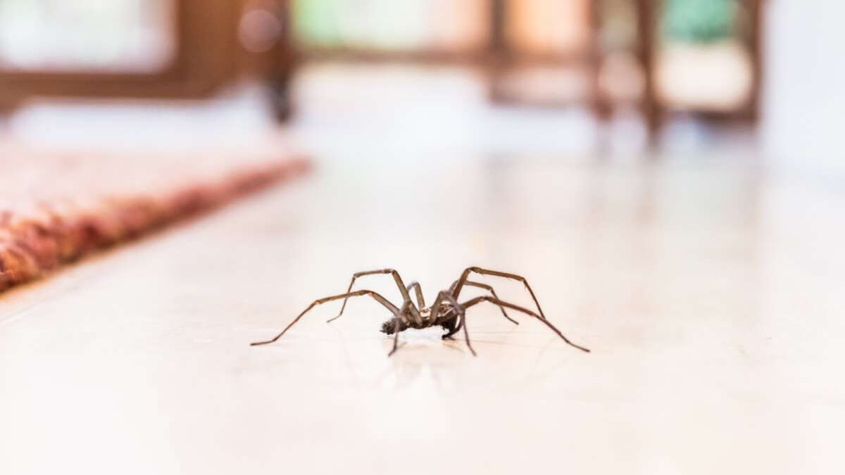 Spinnen gehören wohl zu den unbeliebtesten Haustieren in unseren vier Wänden. Besonders jetzt im kühlen Herbst nisten sich die Biester gerne in unserem geliebten Heim ein. Erfahren Sie, welche Mittel gegen Spinnen helfen und warum sie auch nützlich sein können.