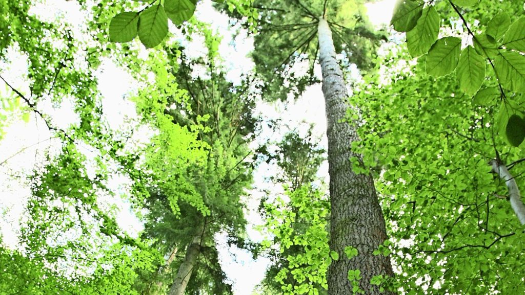 Geheimnisse des Waldes: Über das gefährliche Leben von Baumriesen