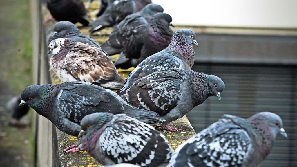 Tierschutz in Stuttgart: Die Taubenpaste beschäftigt die Gerichte