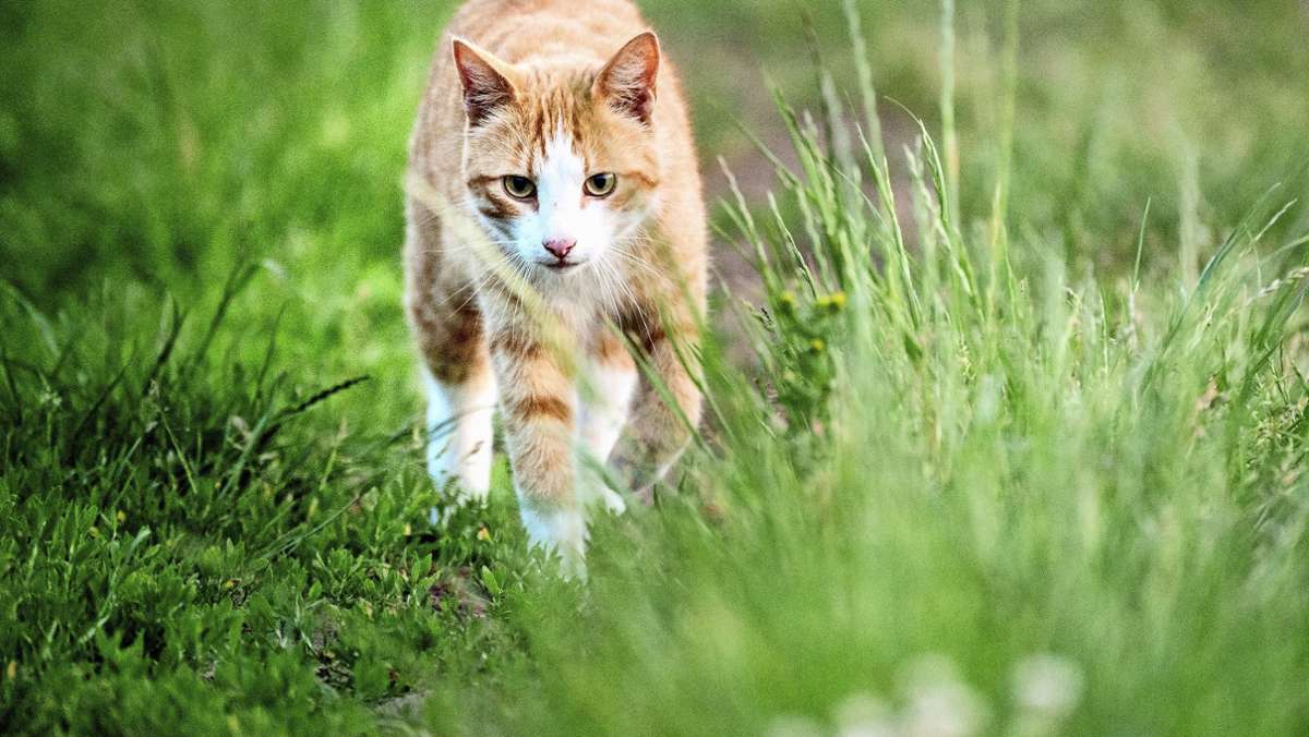 Ludwigsburger Veto zum Katzenschutz: Nicht im Sinne des Tierwohls