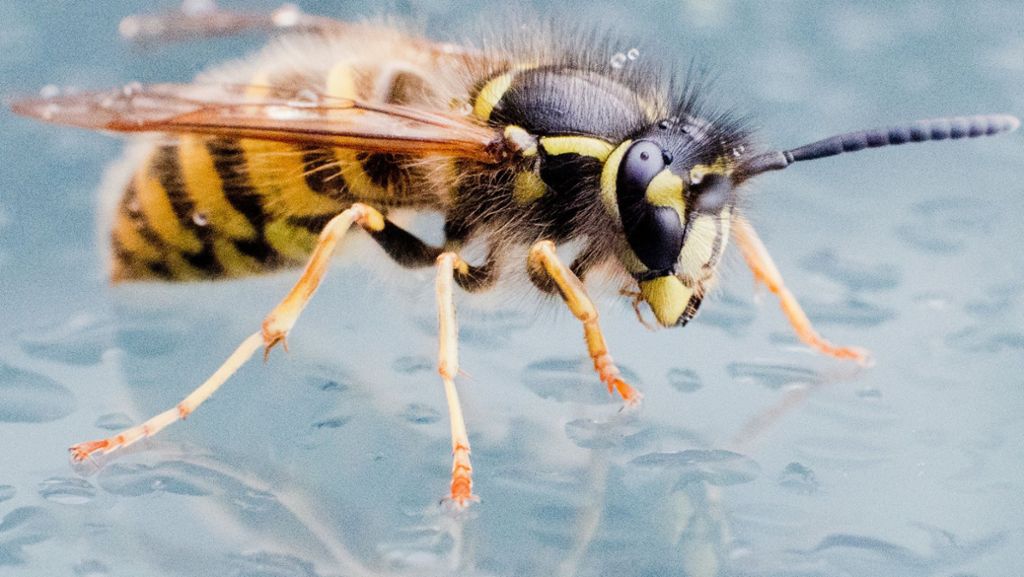 Sommerzeit – Wespenzeit: Das hilft gegen Wespen