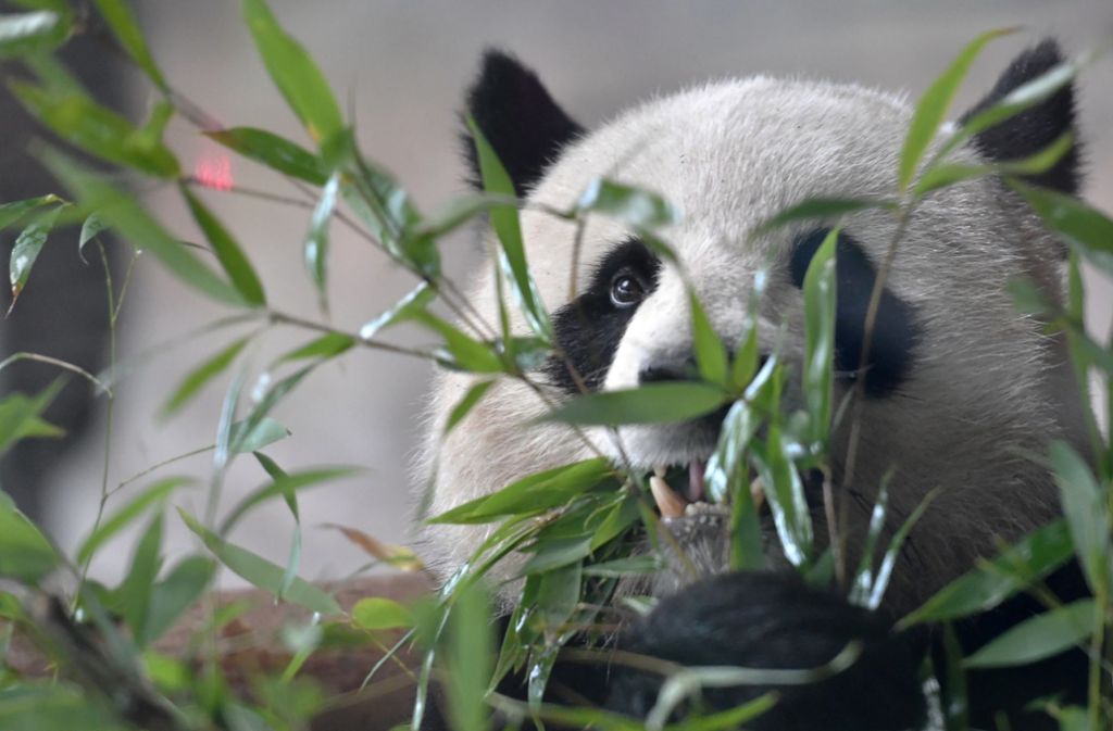 Pandas mögen auch Bambus. In einem Garten sorgt er für eine exotische Anmutung.