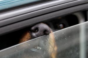 Hunde in überhitztem Auto eingeschlossen – Polizei rückt an