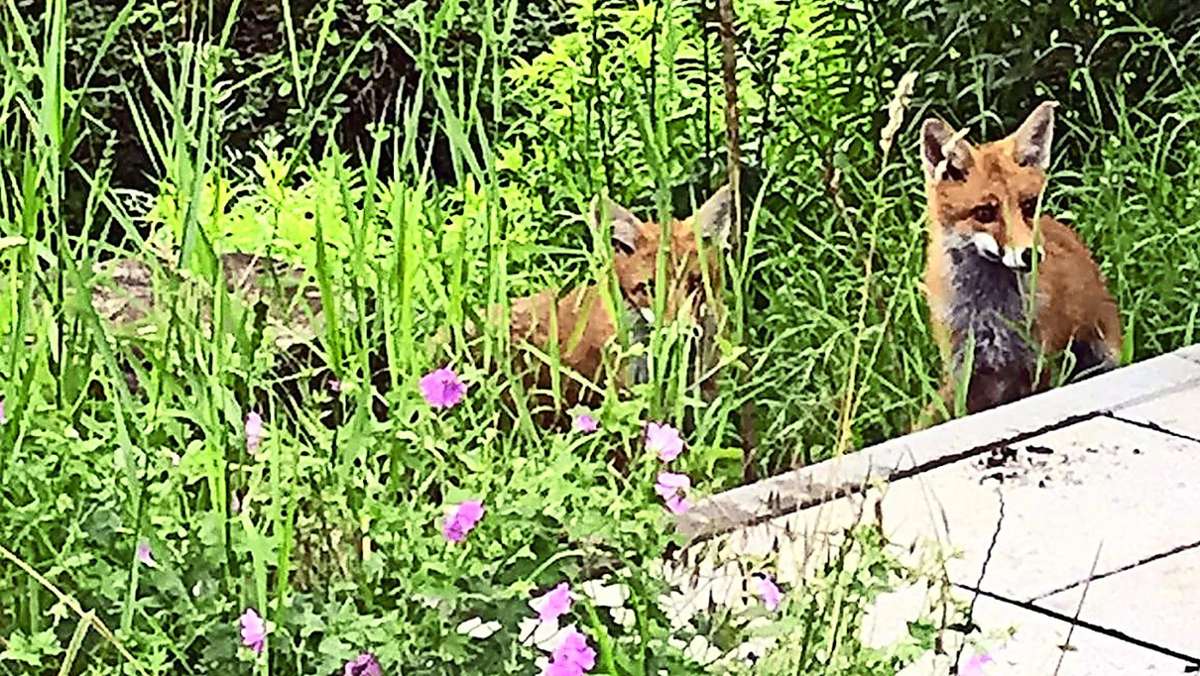  In einem Garten in Stuttgart-Kaltental lebt eine Fuchsfamilie. Kann das gut gehen oder sollte man das der Stadt melden? 