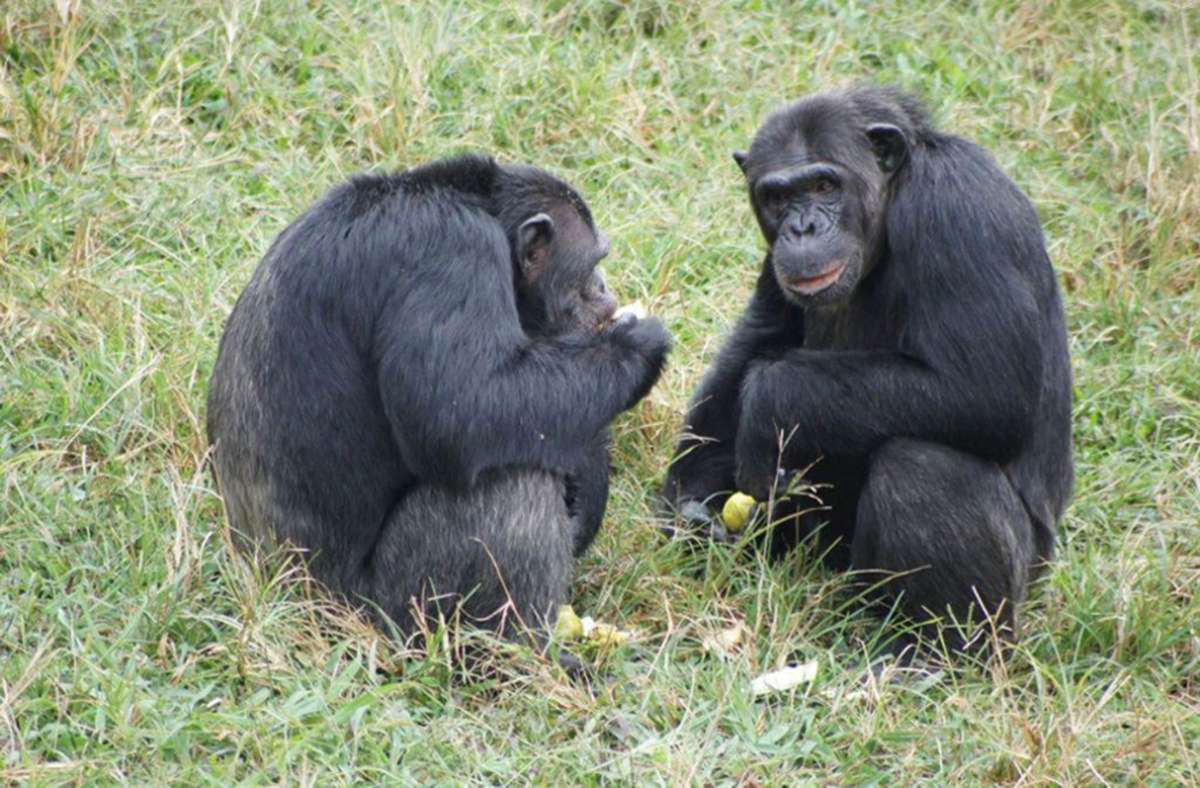 Schimpansen: Auch die anderen beiden Menschenaffen-Arten, Schimpansen und Bonobos, sind gefährdet. Nach Schätzungen des WWF beläuft sich die Zahl der Schimpansen in Afrika auf 400 000 bis 500 000.
