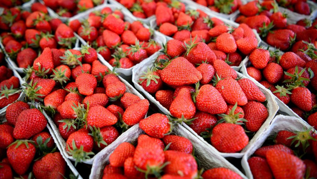  Erdbeeren sind nicht nur lecker, sondern auch empfindlich und verderben schnell. Aber was tun, wenn eines der süßen Früchtchen in der Schale schimmelt? 