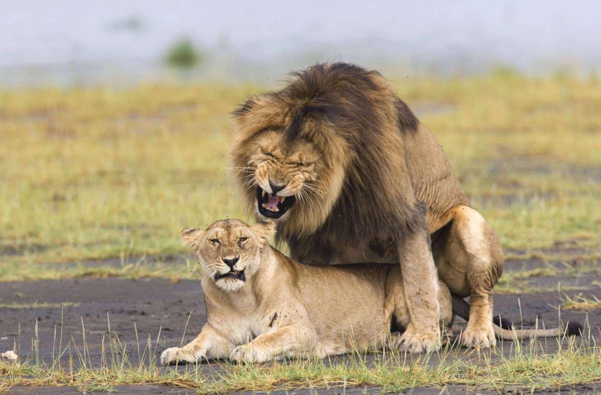Auch der Akt selbst erinnert eher an ein Karnickel, als an den König der Tiere, wie hier im Serengeti Nationalpark in Tansania.