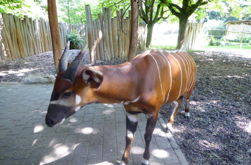 Der junge Bongo-Bulle Robo steht im Zoo Wilhelma in seinem Gehege.
