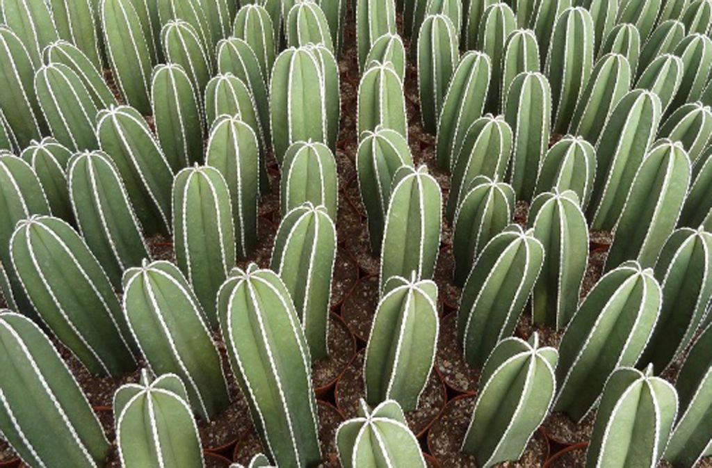 Die Sprosse der Zaunkakteen werden in mehrere Rippen gegliedert. Wegen ihrer Wuchsform gehört die Pflanze zu den Säulenkakteen. Tipps, wie man den Zaunkaktus hierzulande pflanzt und pflegt, finden sich in unserem Artikel.
