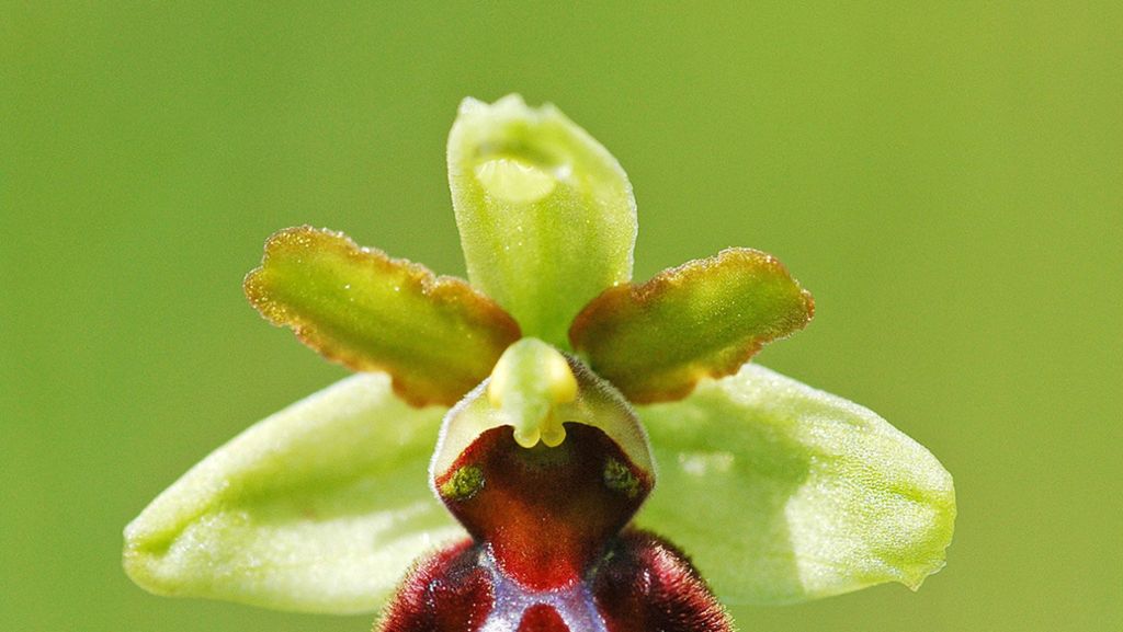 Naturschutzgebiet Taubergießen: Orchideendiebstahl doch noch nicht aufgeklärt?