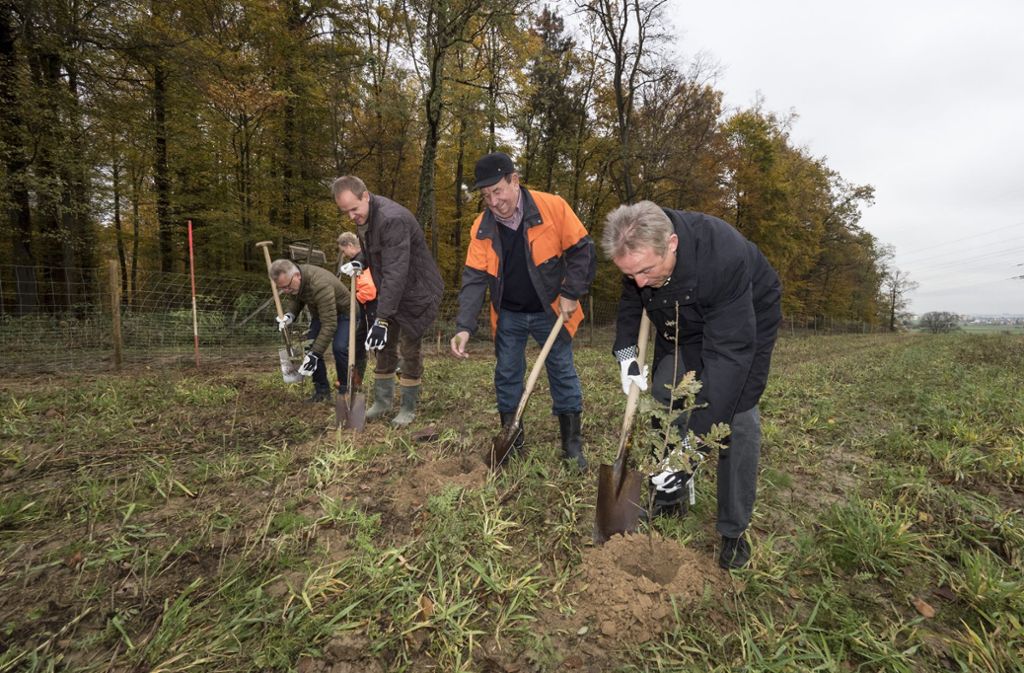 Wald für die nächste Generation: Aufforstungsaktion in Heimerdingen im November 2017 mit den Bürgermeistern der Strohgäubahn-Anrainer und dem damaligen Landrat Rainer Haas.