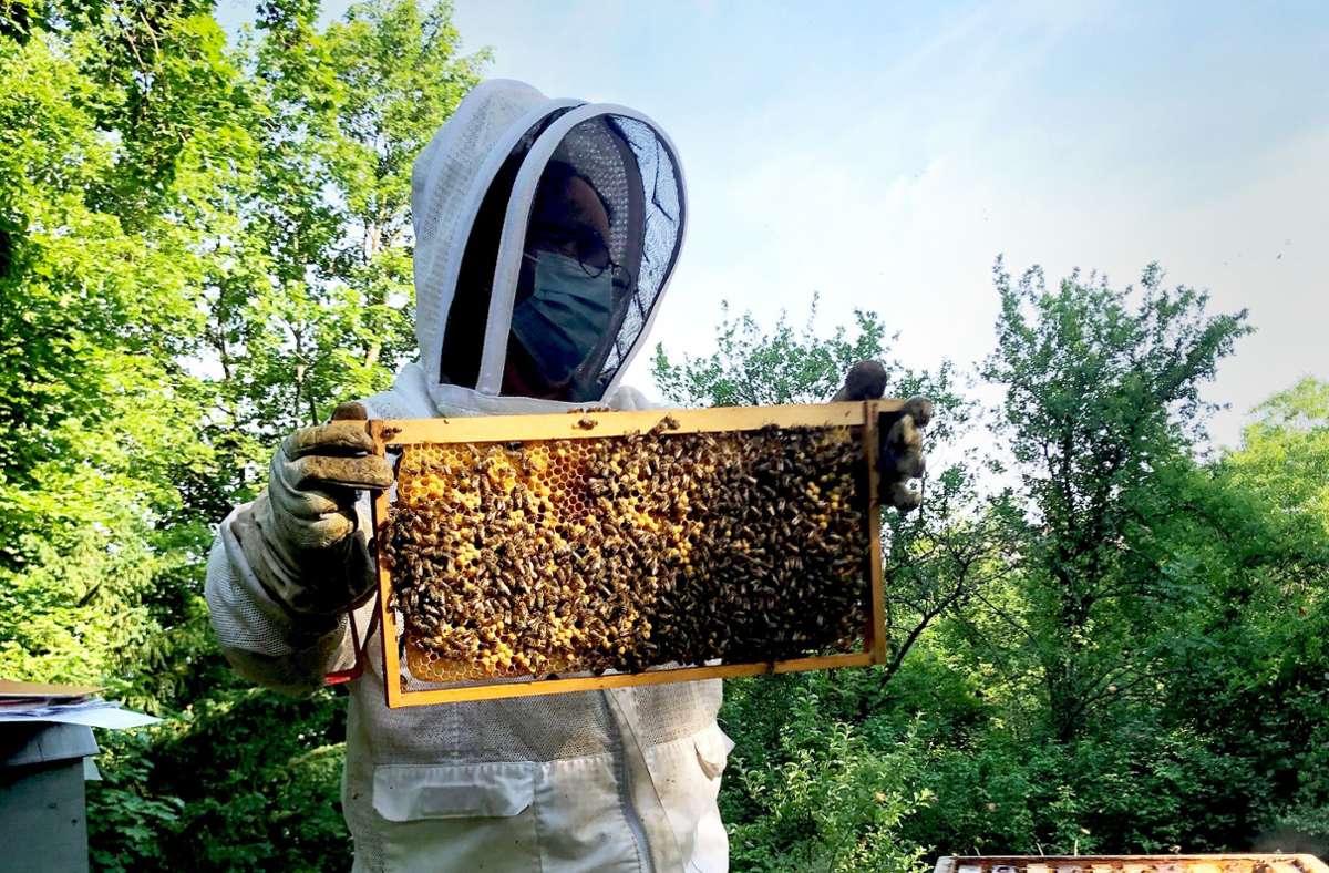 Für die Bienen kommt der Sommer fast zu spät. Trotzdem freut sich Susanna Kraft über die Lockerungen, die die Jahreszeit bringt.