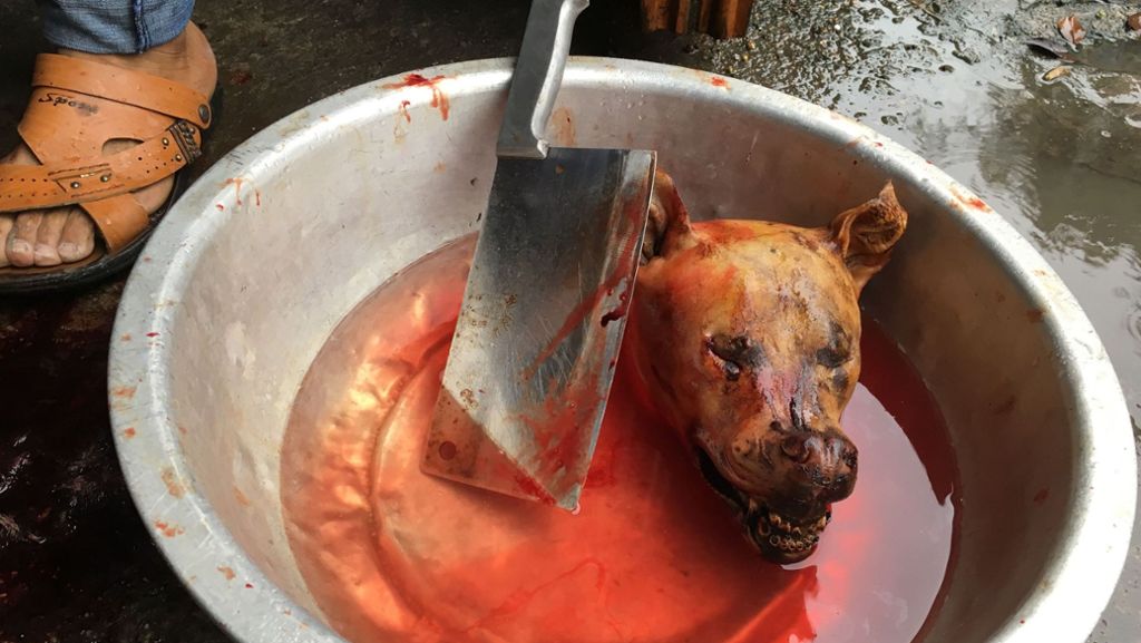 Tierschützer auf den Barrikaden: Hundefleisch-Festival in China eröffnet