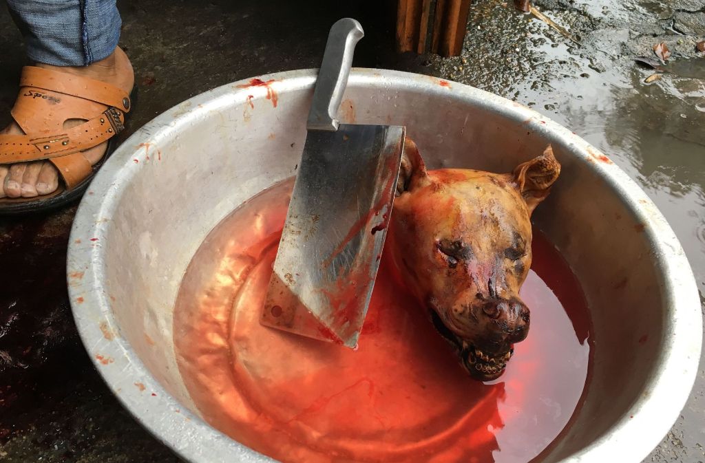 Das Hundefleisch-Festival in Yulin hat begonnen: Ein Hund wird zum Verzehr vorbereitet – nichts für schwache Gemüter.