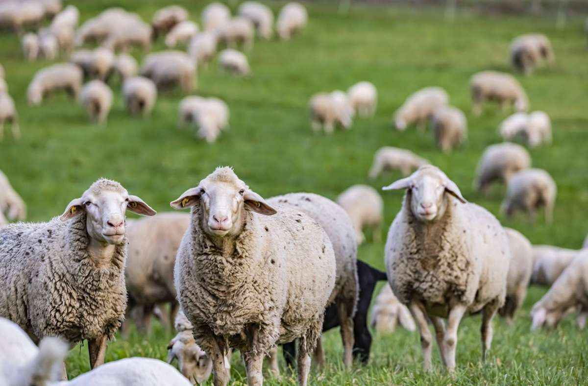 Das Biosphärengebiet Schwäbische Alb ist Heimat vieler Schafe.