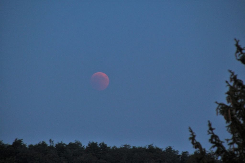 Langsam steigt Mond über den Baumwipfeln in Leonberg empor.