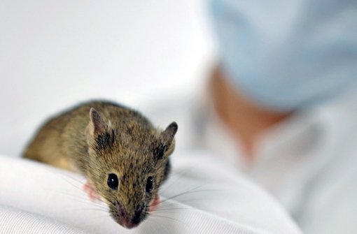 An Mäusen wird unter anderem die Entstehung von Alzheimer untersucht. Foto: dpa