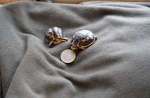 Zwei seltene Mini-Schildkröten geschlüpft