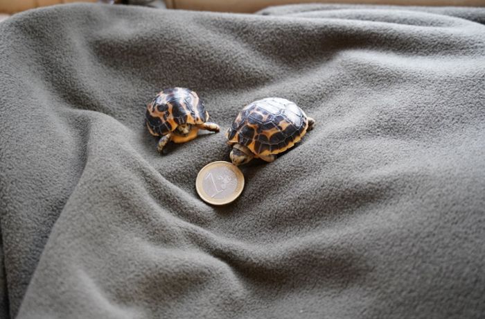 Zwei seltene Mini-Schildkröten geschlüpft