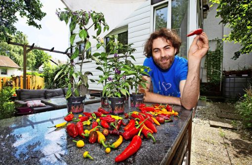 Der Chilizüchter Alexander Hickshat sein Hobby zum Beruf gemacht. Foto: Ines Rudel