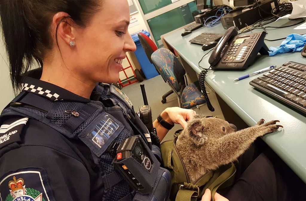 Der kleine Koala fühlt sich auf der Polizeistation schon sichtlich wohl. Laut Tierschutzorganisation sollen diese Tiere in einer Notsituation nicht – wie von der Frau angegeben – aufgesammelt und selbst aufgepäppelt, sondern in einer entsprechenden Auffangstation abgegeben werden.
