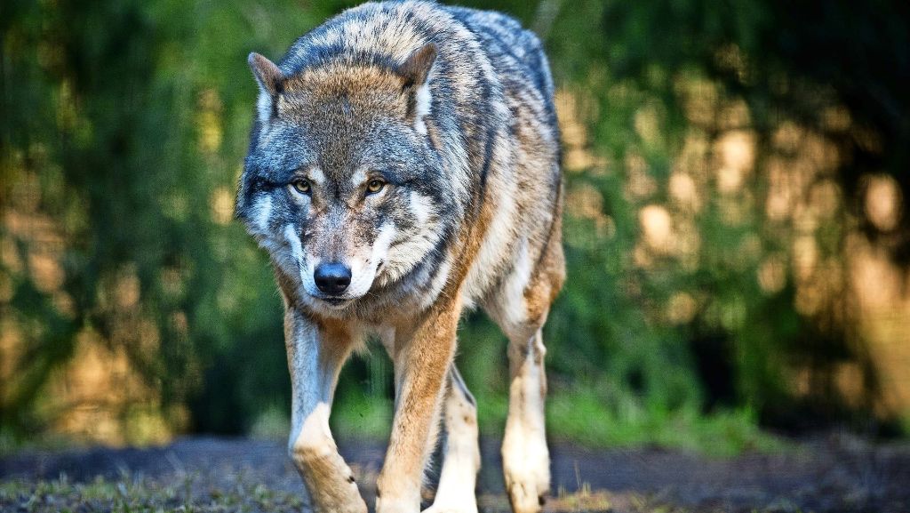 Mutmaßlicher Wolfsriss in Herrenberg: Tierschützers Freund,  Tierhalters Feind