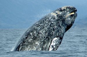 Wal schwimmt   Streckenrekord von 27 000 Kilometern